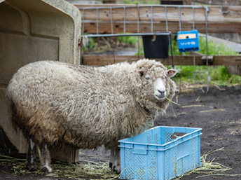 動物ふれあい体験