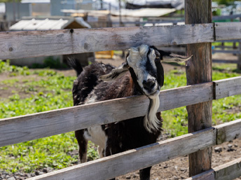動物ふれあい体験